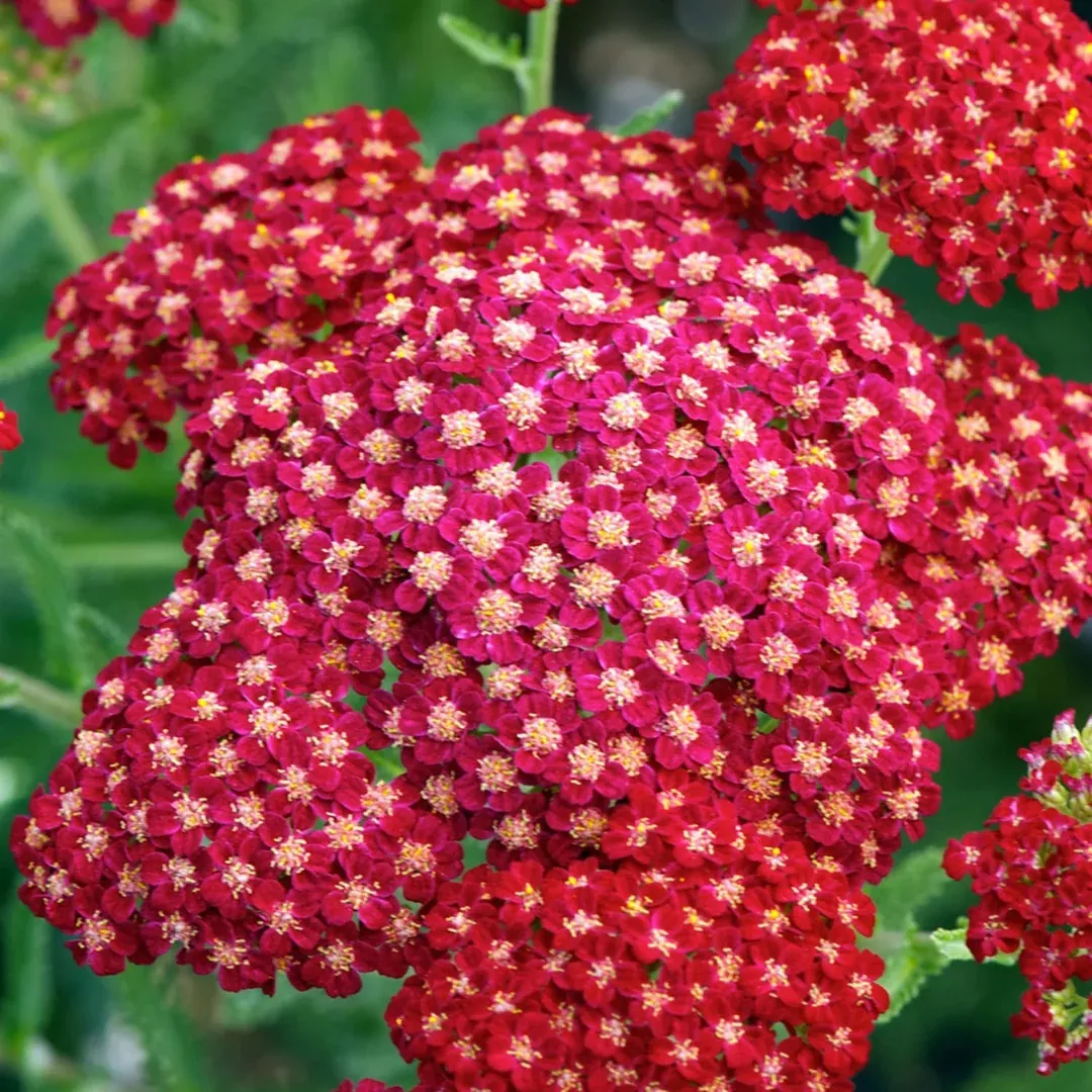 Achillea 'New Vintage Red'