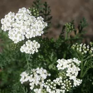 Achillea New Vintage™ White 1 qt
