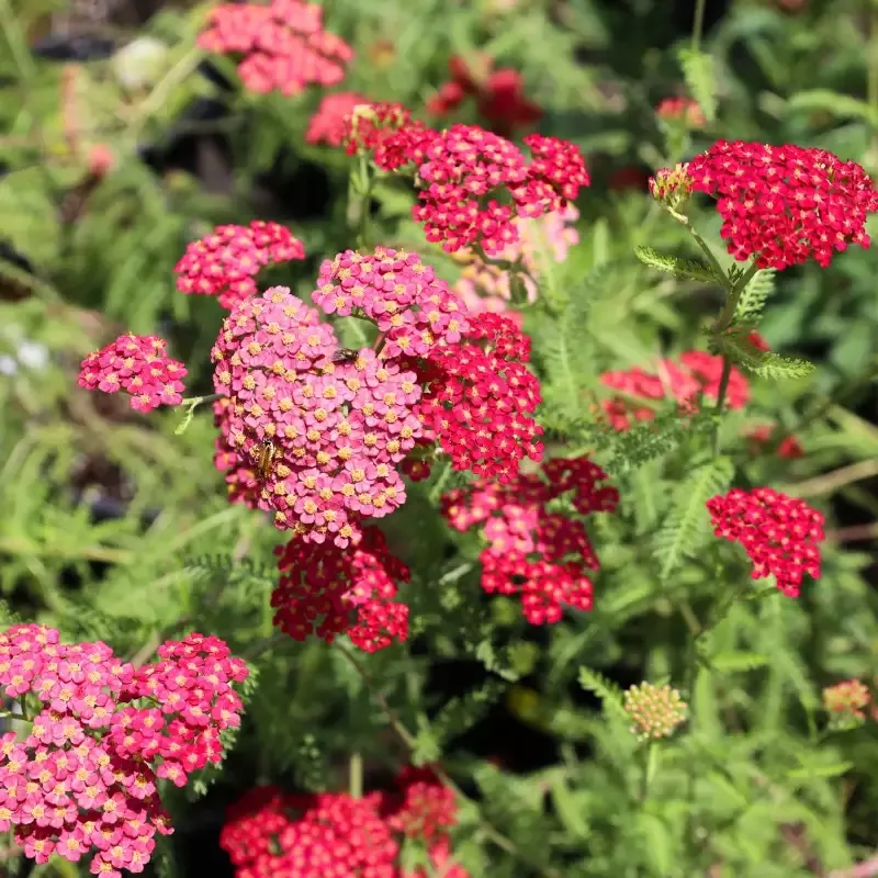 Achillea 'Paprika'