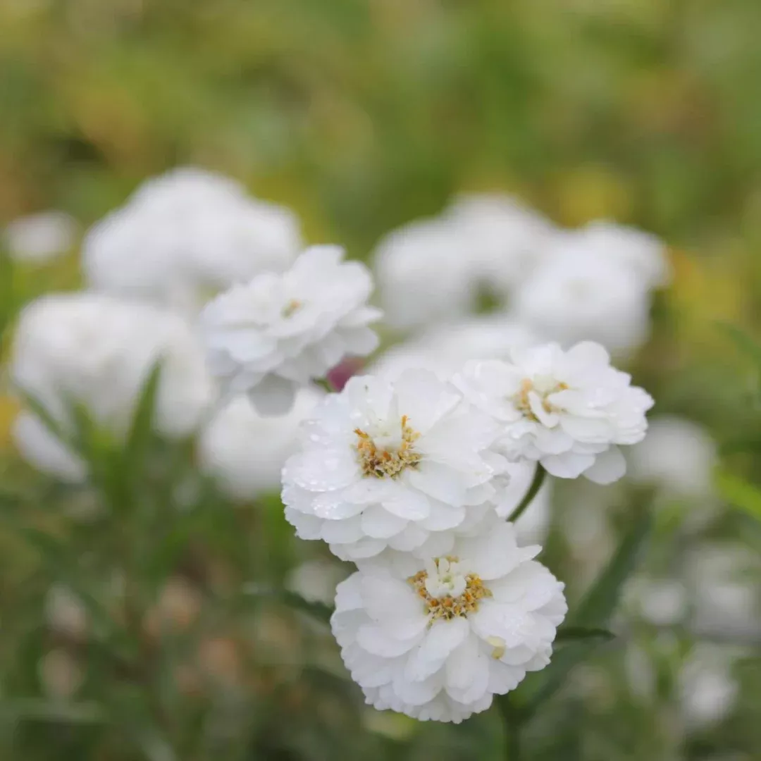 Achillea 'Peter Cottontail'