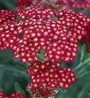 Achillea 'Sassy Summer Sangria'