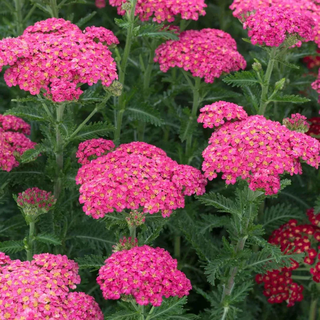Achillea 'Sassy Summer Taffy'