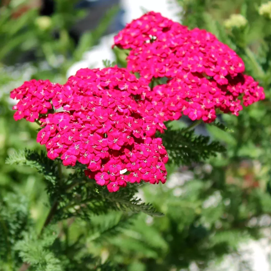 Achillea 'Saucy Seduction'