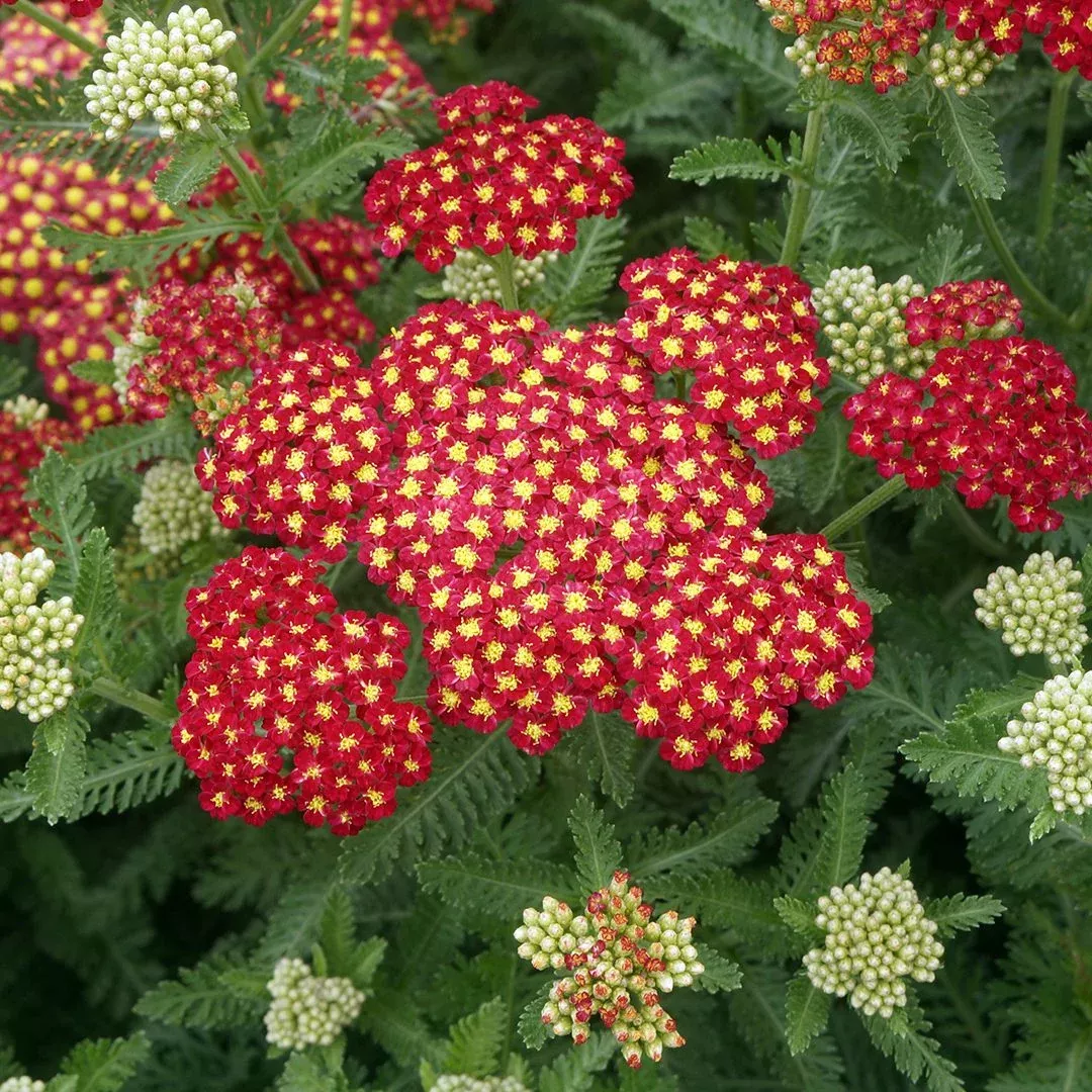 Achillea Strawberry Seduction