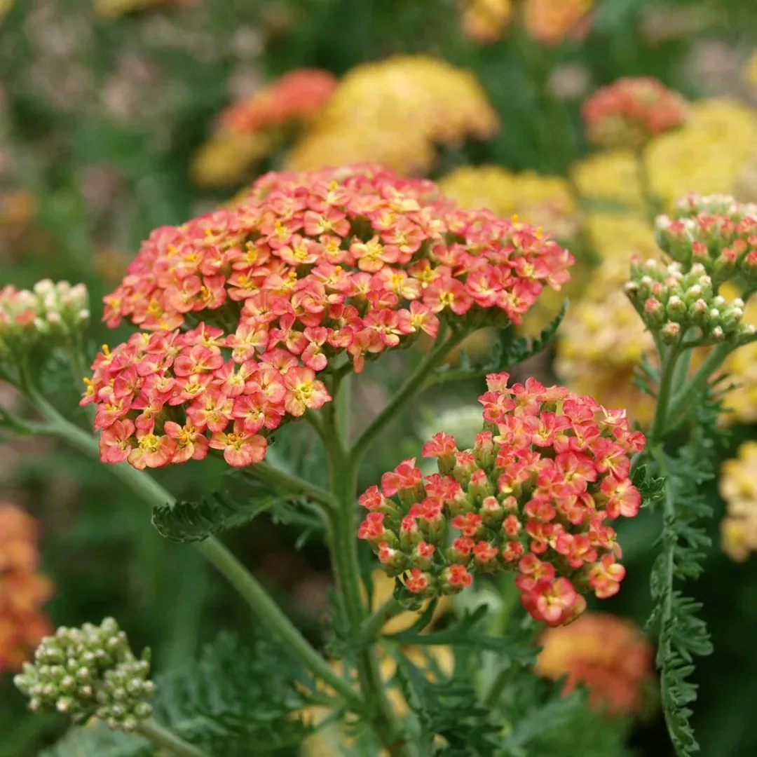 Achillea 'Terra Cotta'