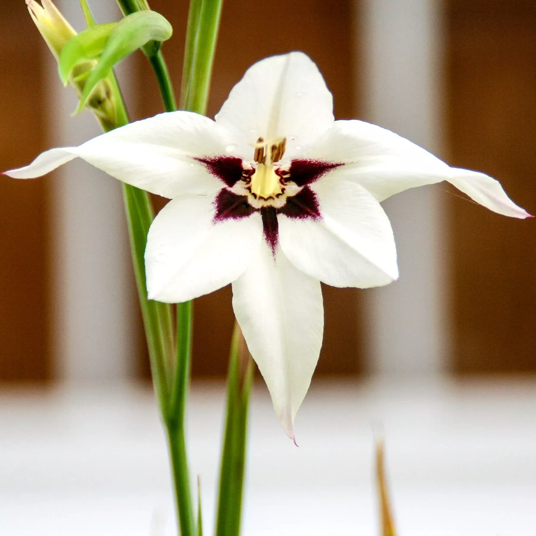 Acidanthera - Bicolor Peacock Orchid