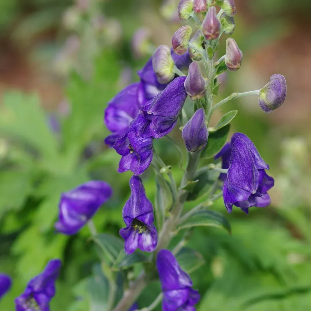Aconitum arendsii