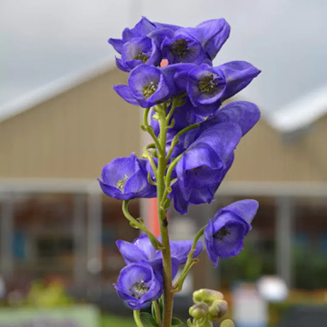 Aconitum fischeri