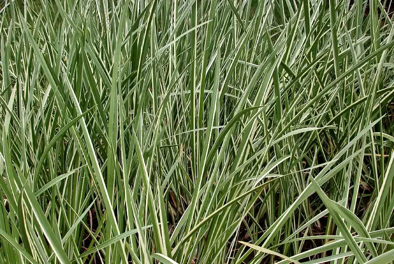 Acorus calamus "Sweet Flag"