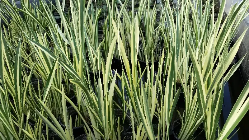 Acorus calamus 'Variegata' (Varigated Sweet Flag)