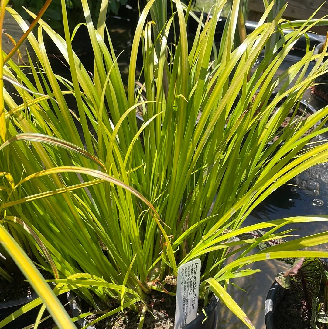 Acorus Gramineus (Licorice Japanese Flag)