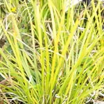 Acorus gramineus 'Ogon' (golden sweet flag)