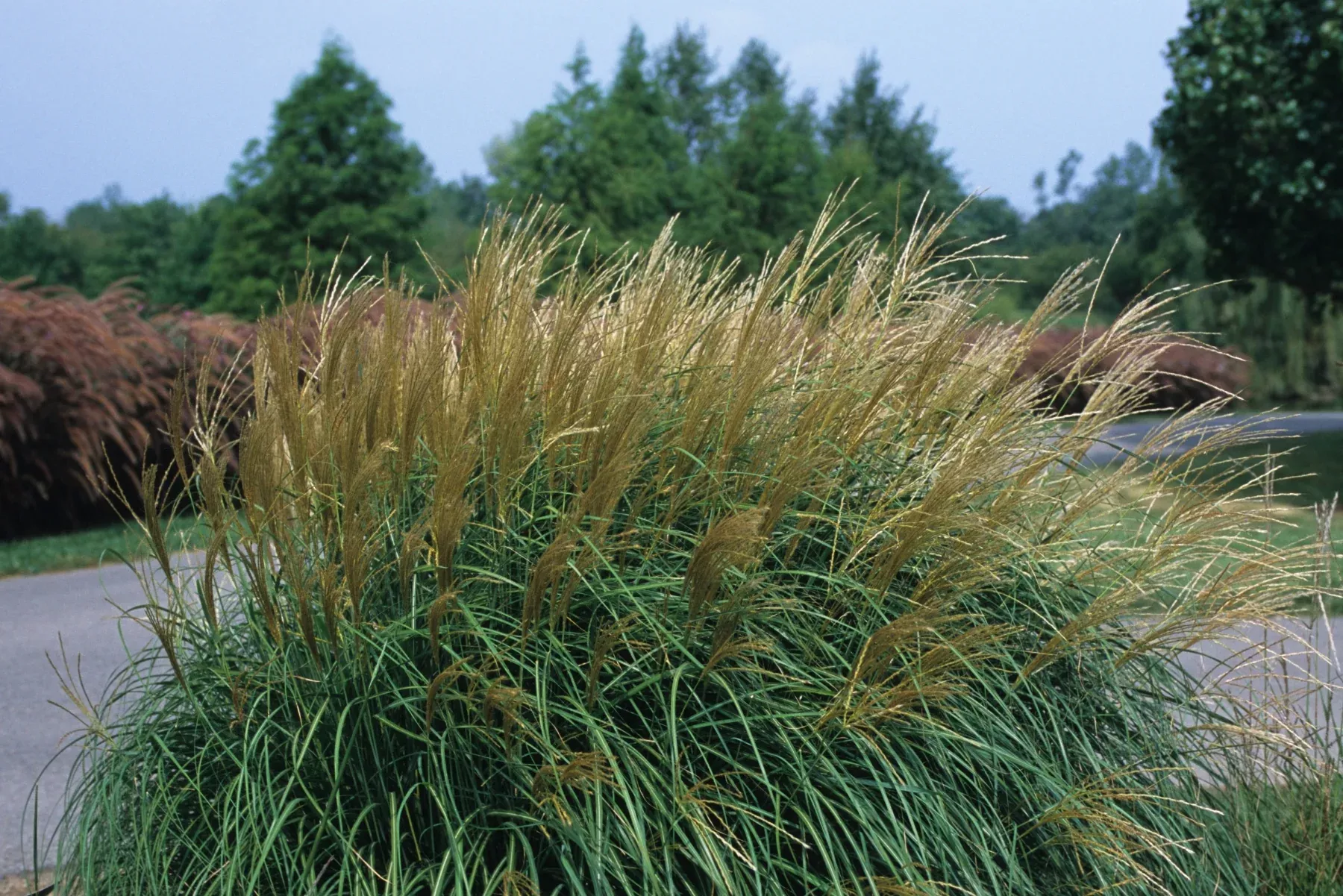 Adagio Maiden Grass