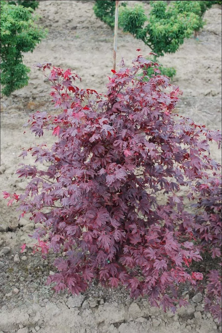 Adrian's Compact Japanese Maple