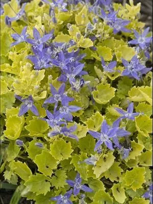 Adriatic Bellflower