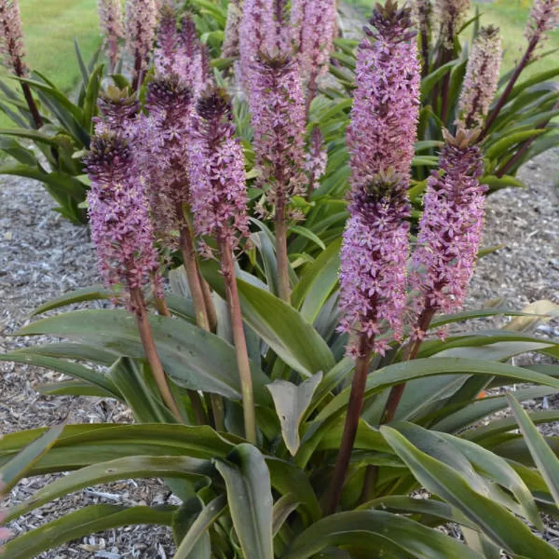 ‘African Night’ Pineapple Lily (Eucomis)