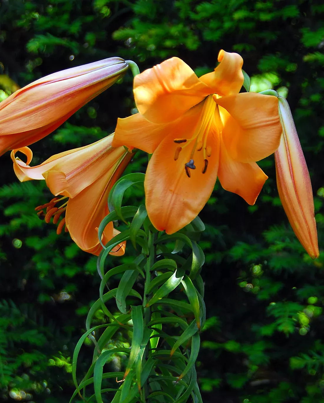 African Queen Trumpet Lily - 5 bulbs