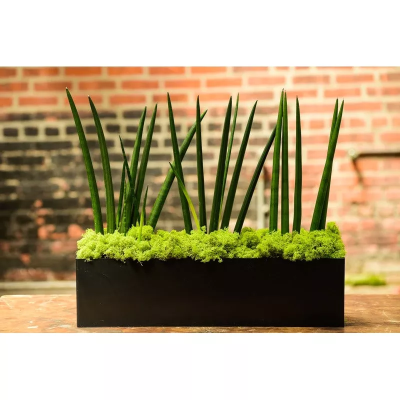 ‘African Spear’ Sansevieria cyndrilica (Rectangle)