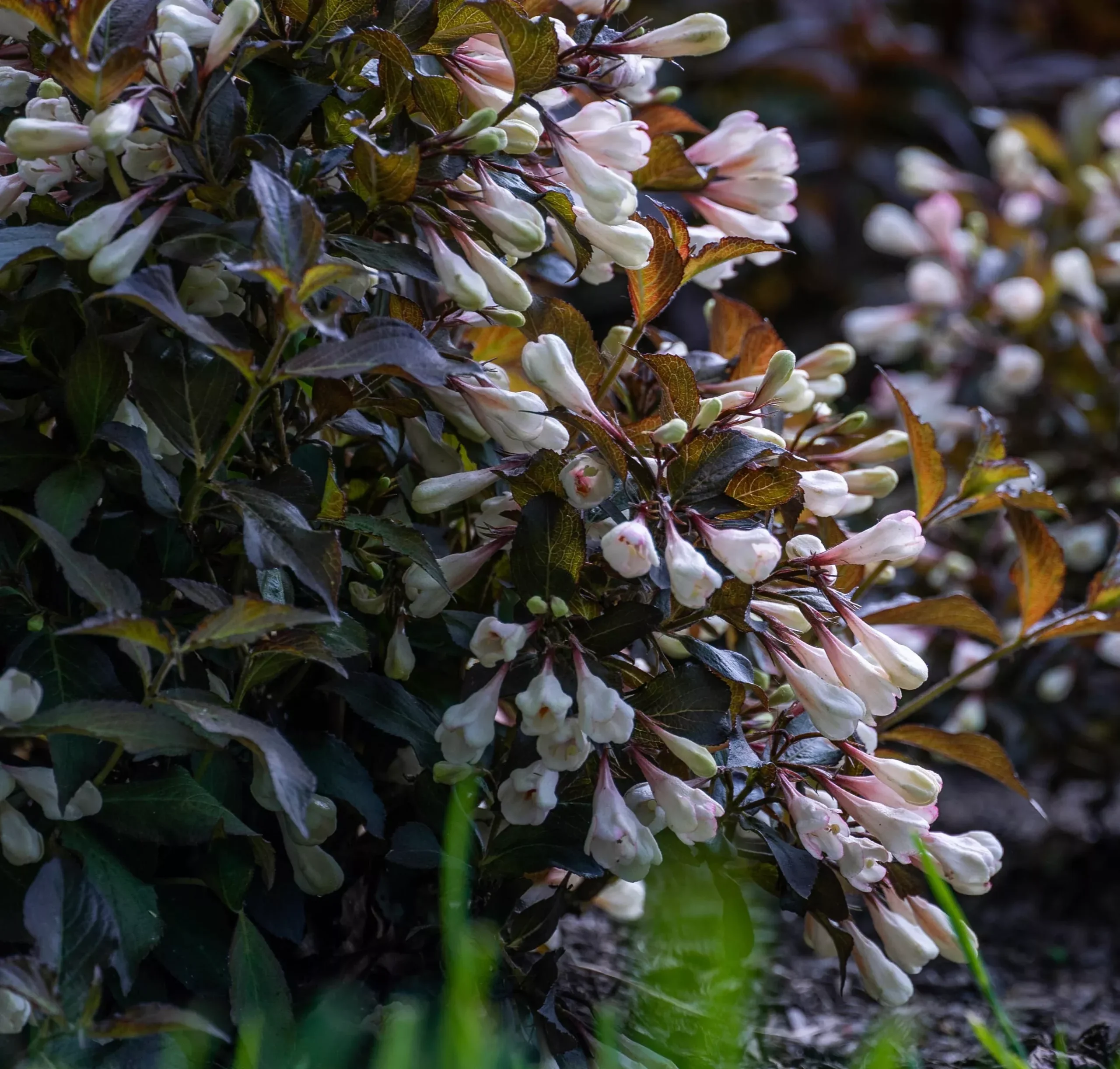 Afterglow™ Weigela