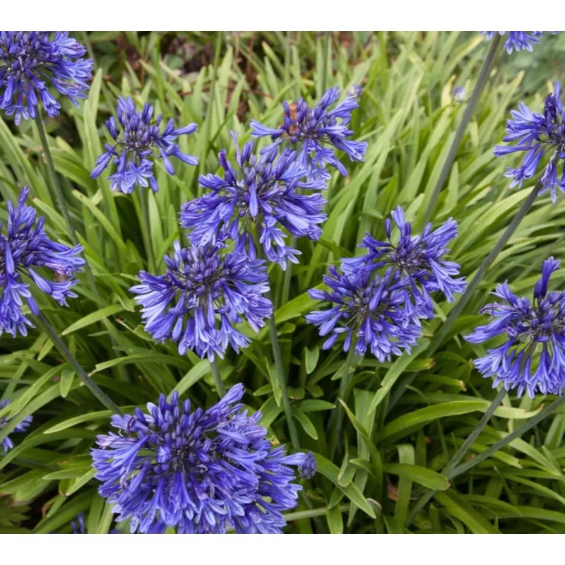 Agapanthus - Black Buddhist