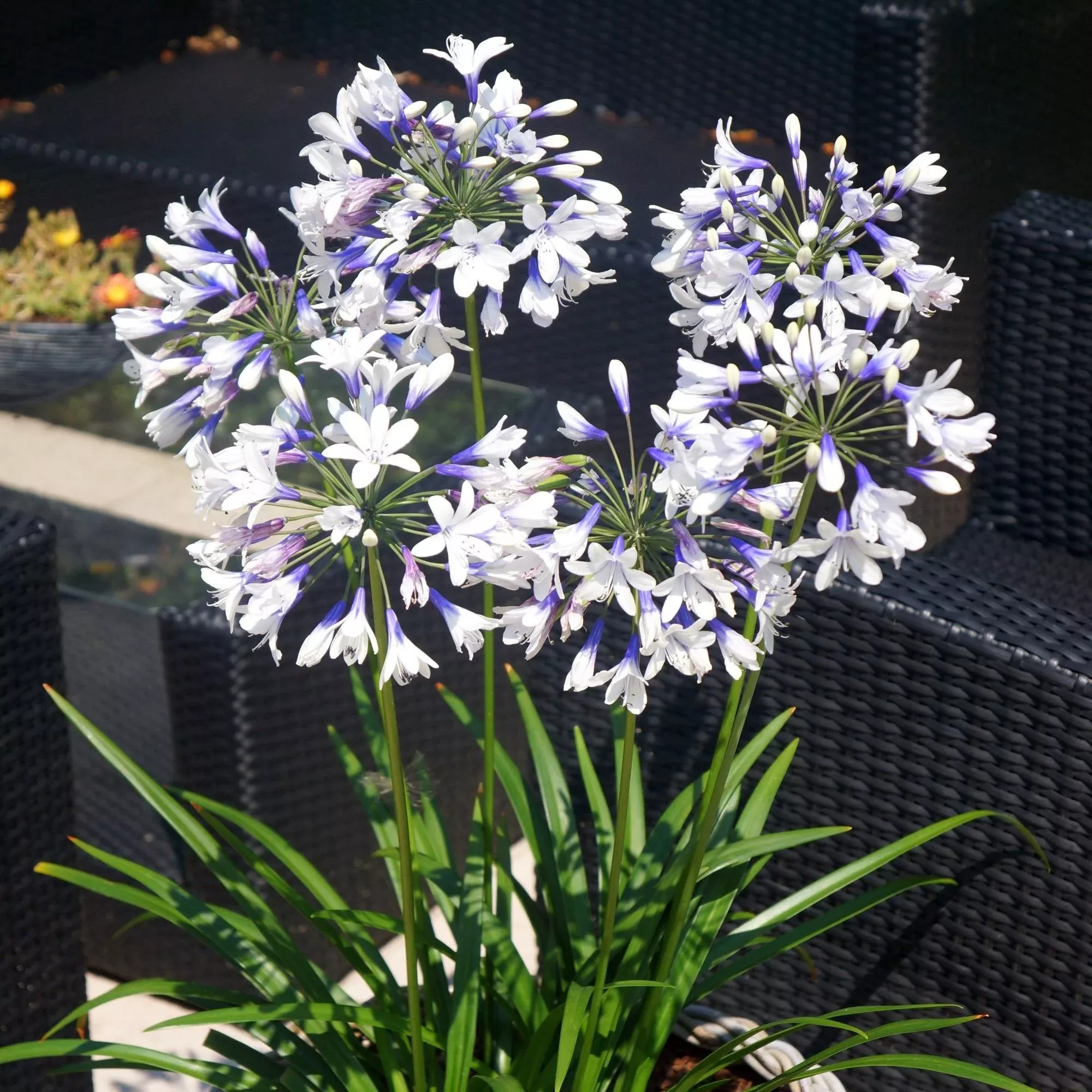 Agapanthus - Fireworks 2 Pack