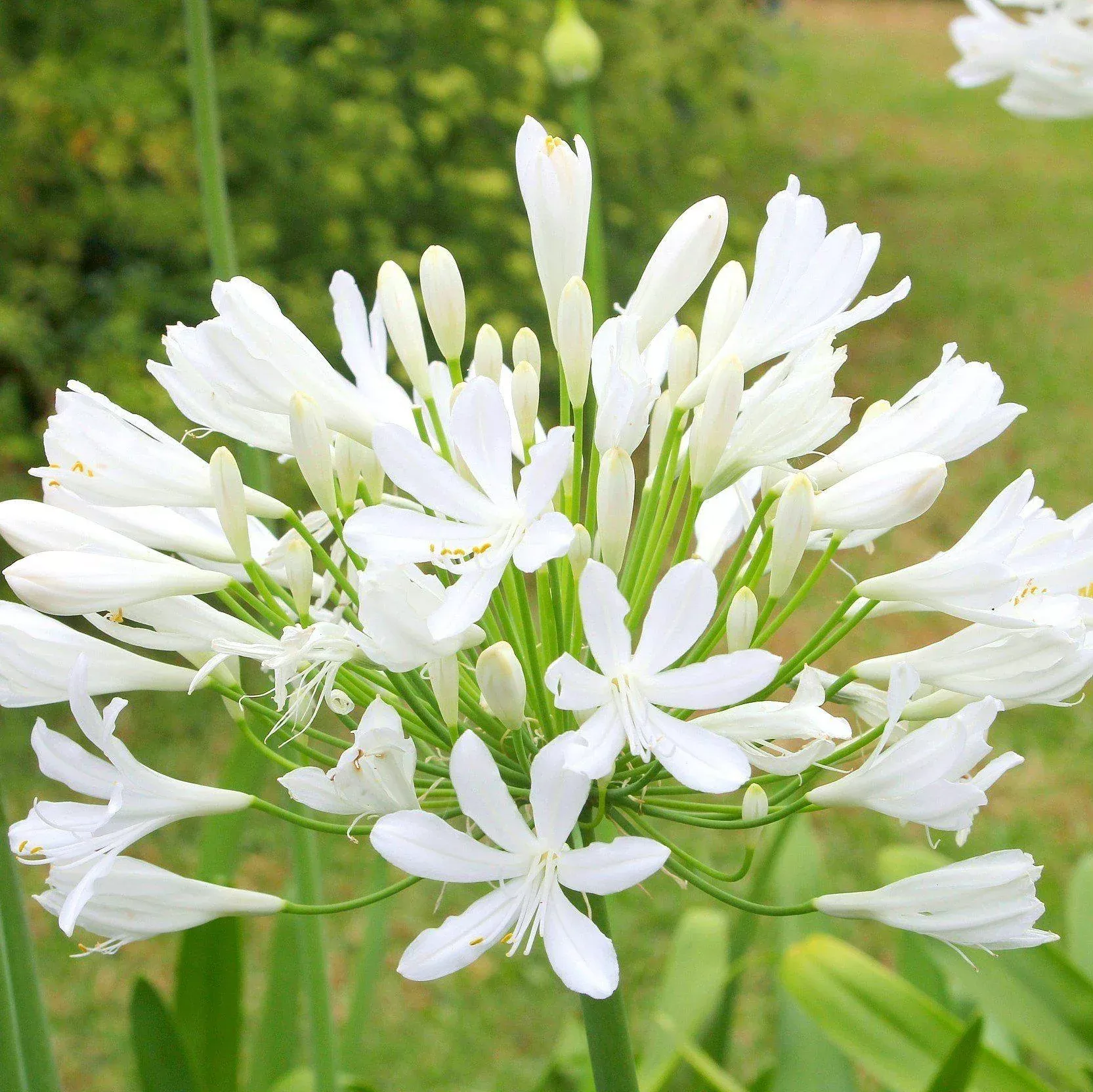 Agapanthus - Glacier Stream