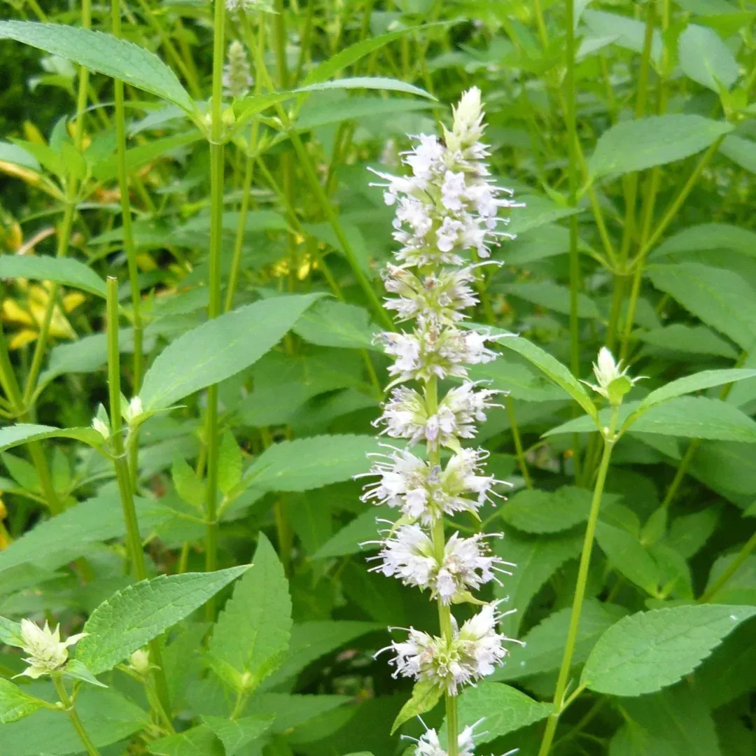 Agastache 'Albiflora'