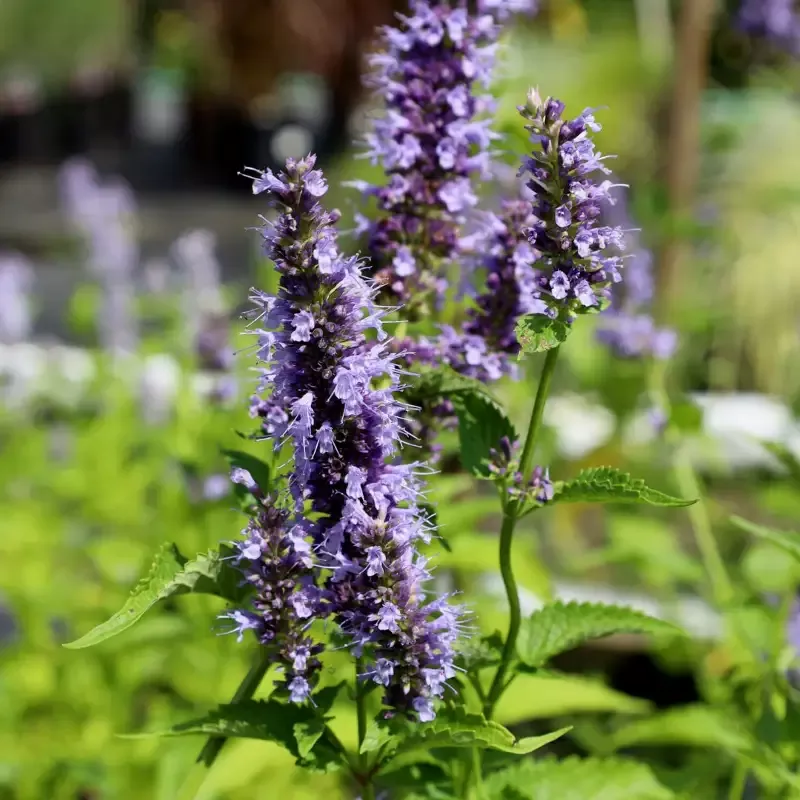 Agastache ‘Blue Fortune’