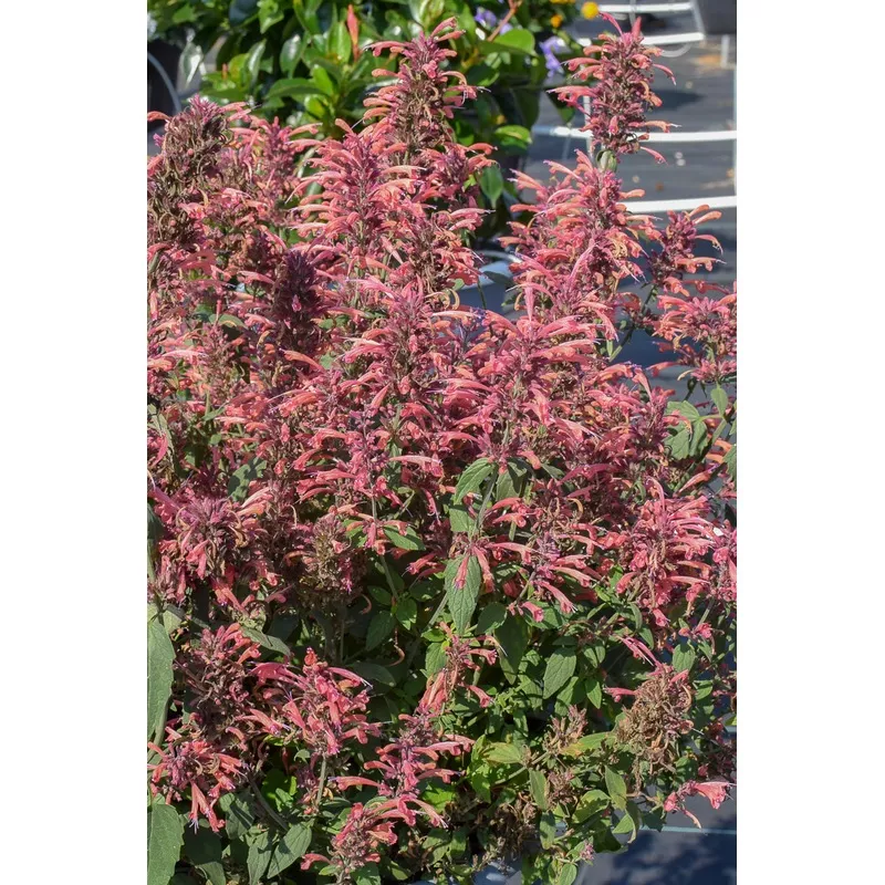 Agastache 'Guava Lava'