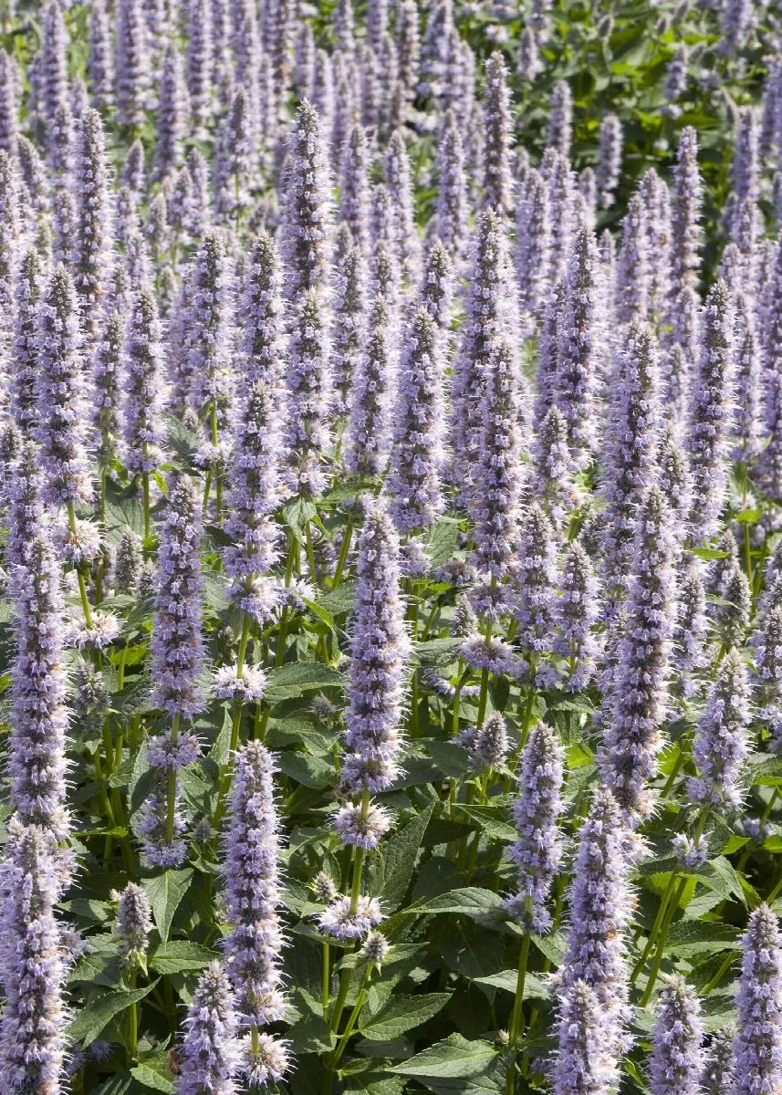 Agastache Vars