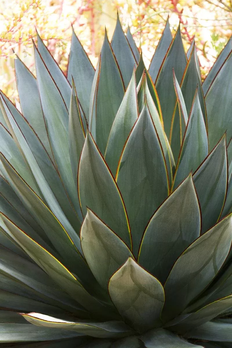AGAVE BLUE GLO