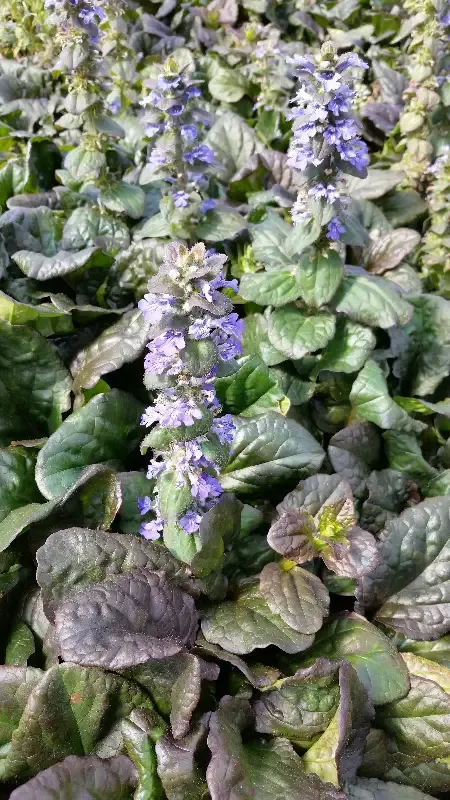 Ajuga ruptans "Catlins Giant"