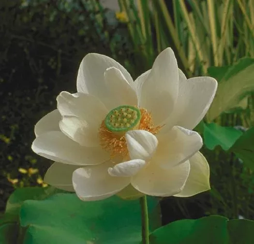 Alba Grandiflora - Lotus
