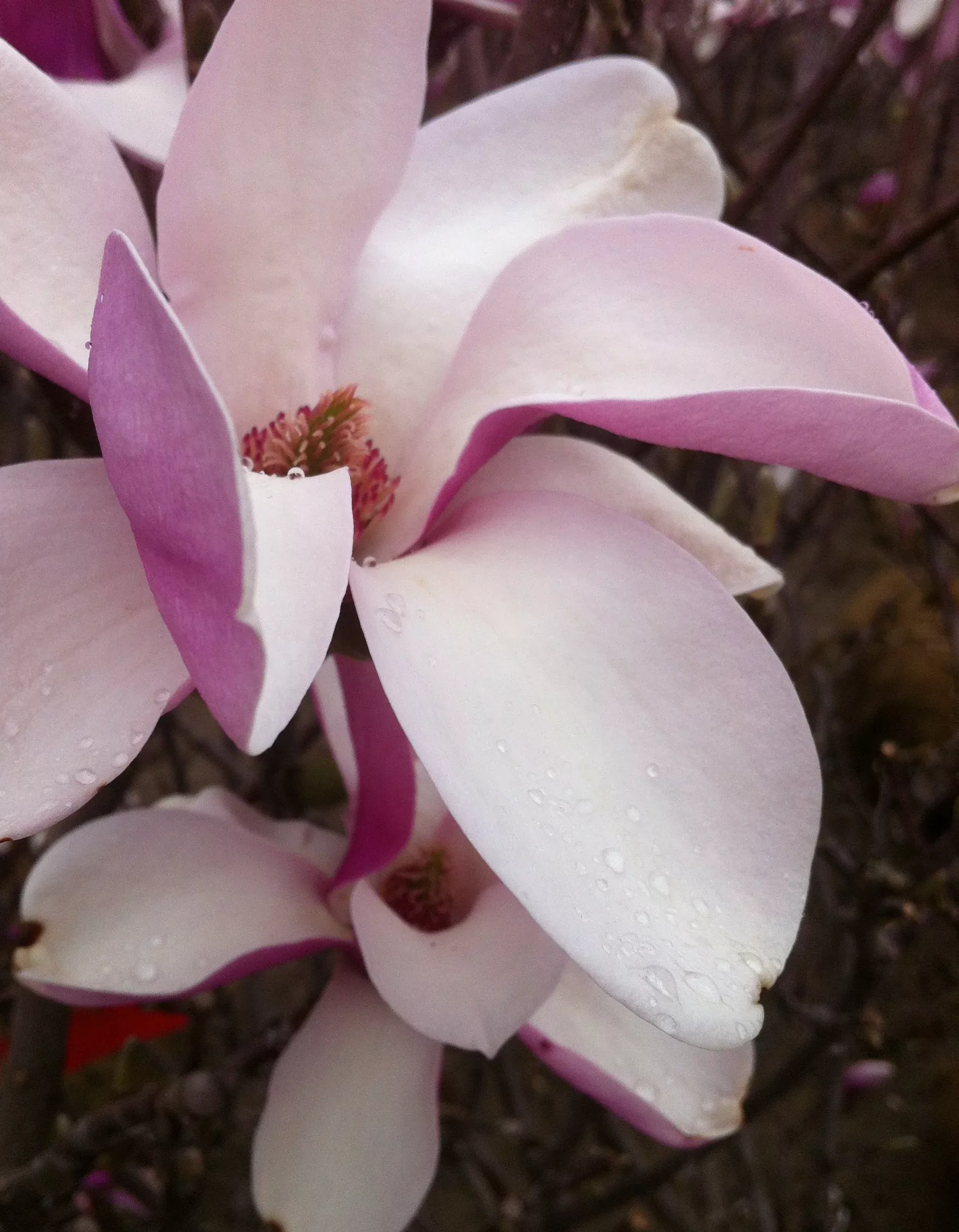 Alexandrina Magnolia