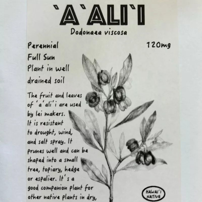 ‘A’ali’i, seeds