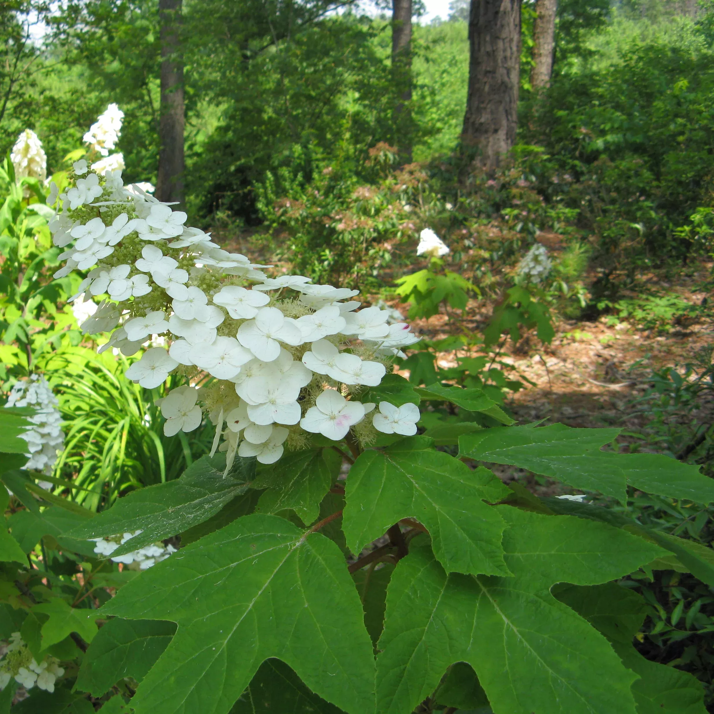 ‘Alice’ Oakleaf Hydrangea – DISCONTINUED