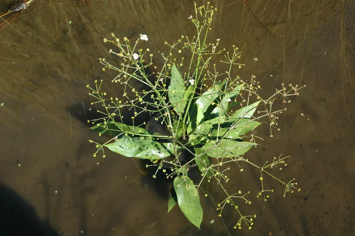 Alisma plantago-aquatica (Water Plantain)