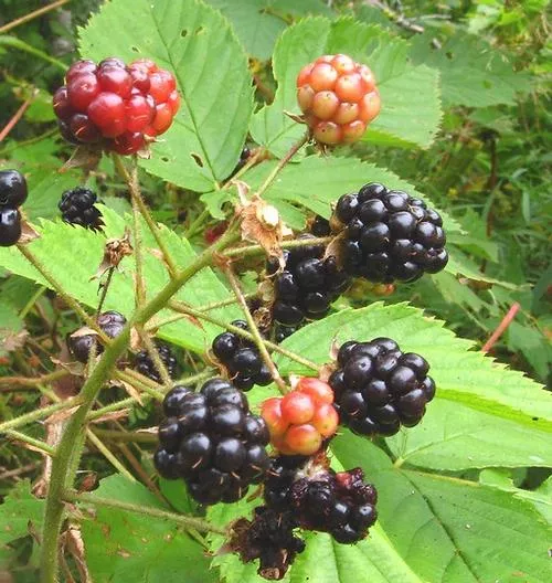 Alleghany Blackberry