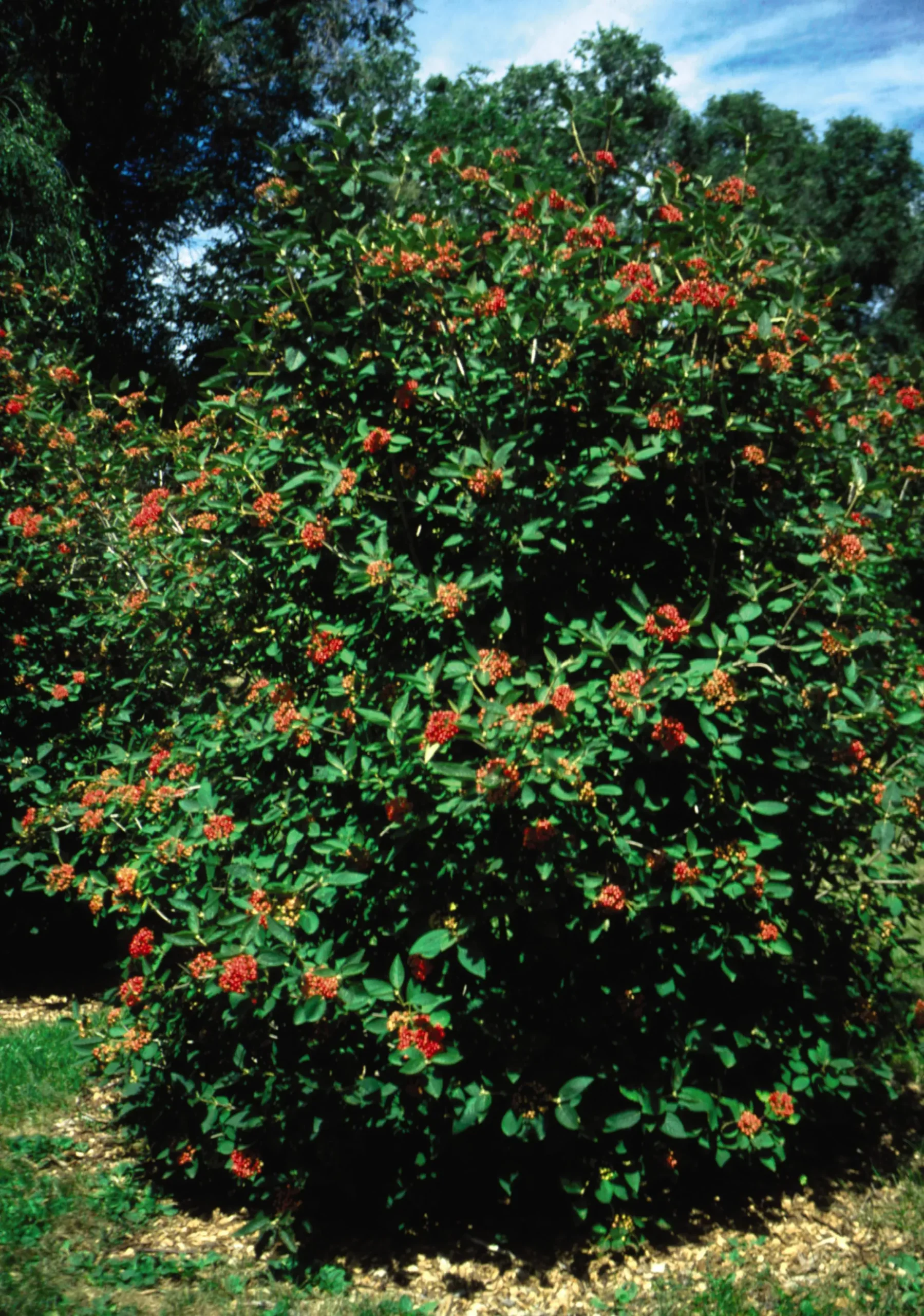 Alleghany Viburnum