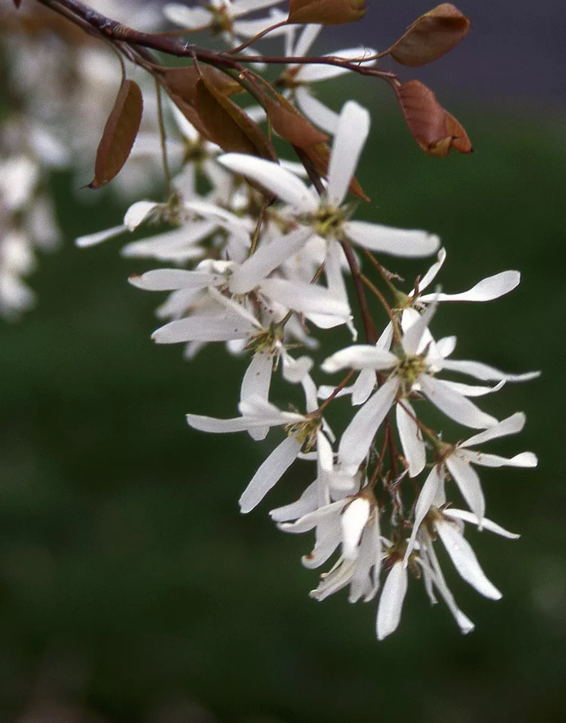 Allegheny Serviceberry