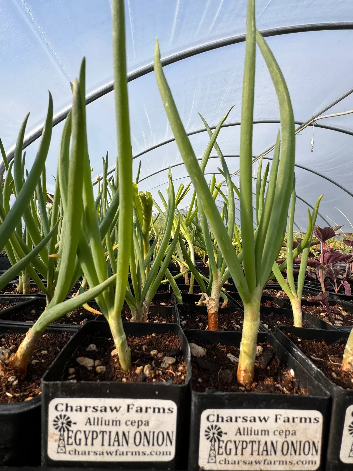 Allium cepa (Egyptian onion)