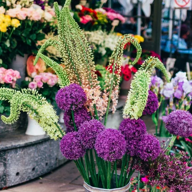 Allium & Eremurus - Spheres & Spires Blend