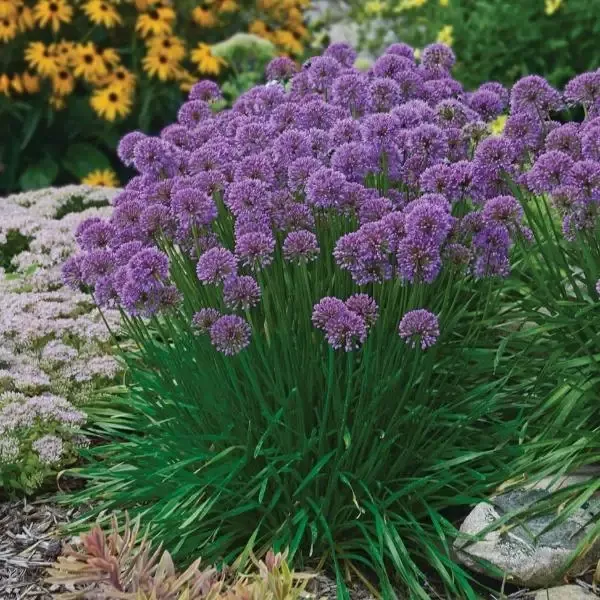 Allium, Millenium