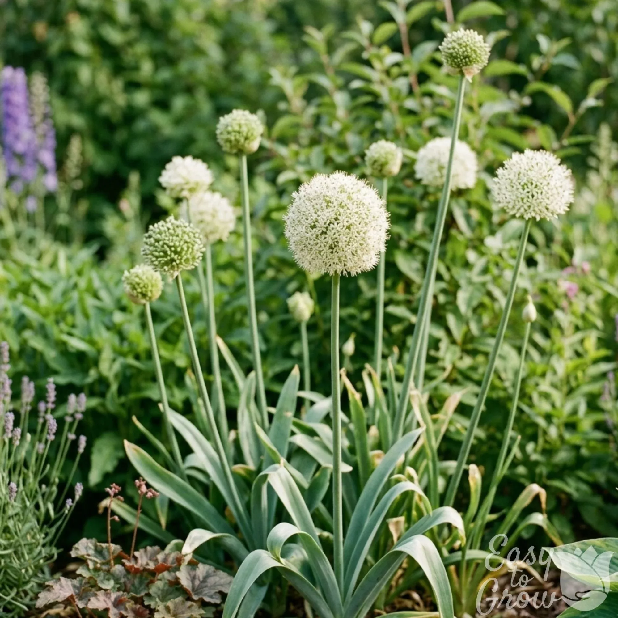 Allium - neapolitanum Flocon