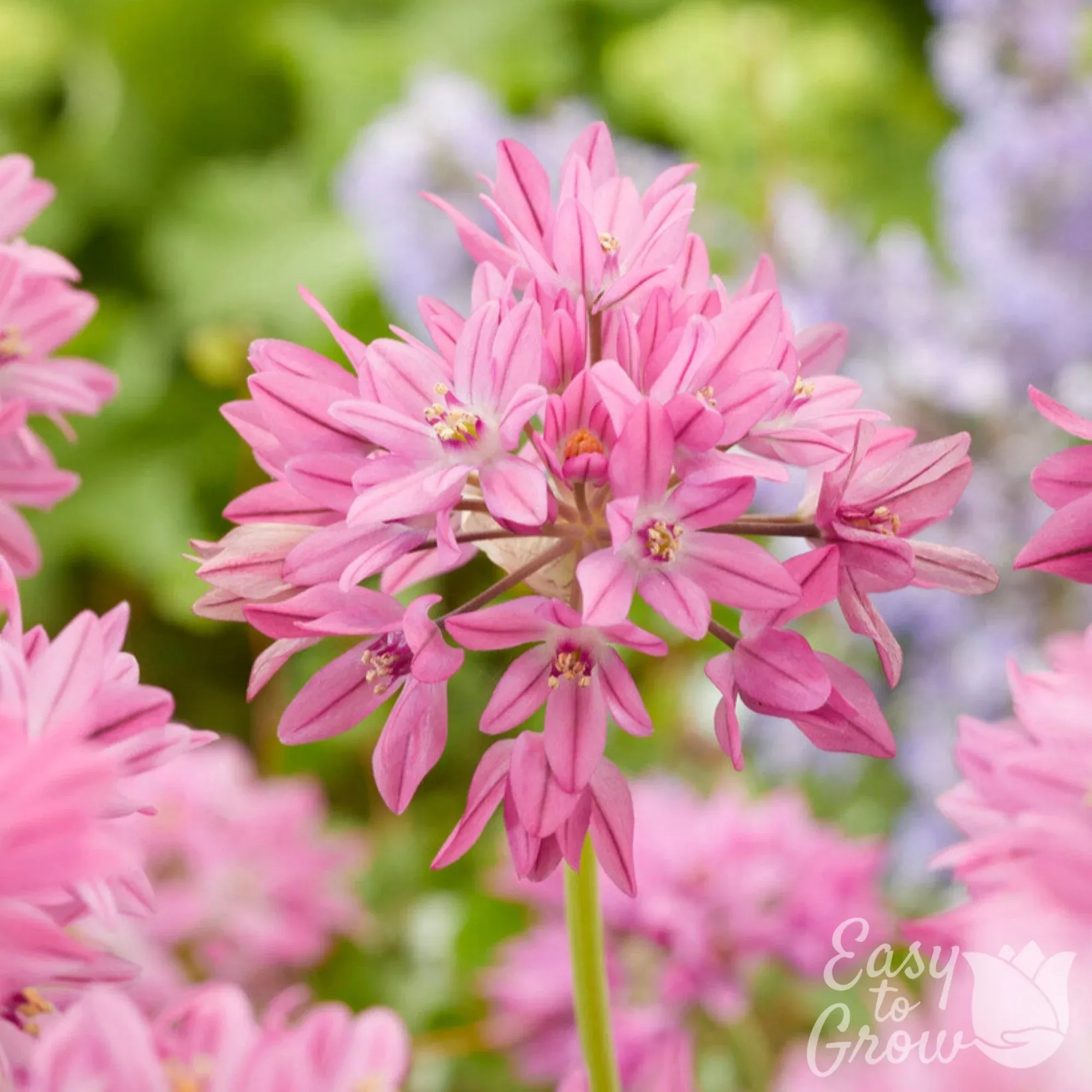 Allium - Oreophilum