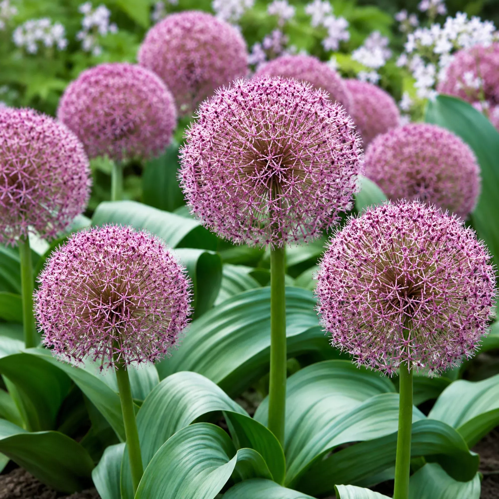 Allium - Red Giant Star