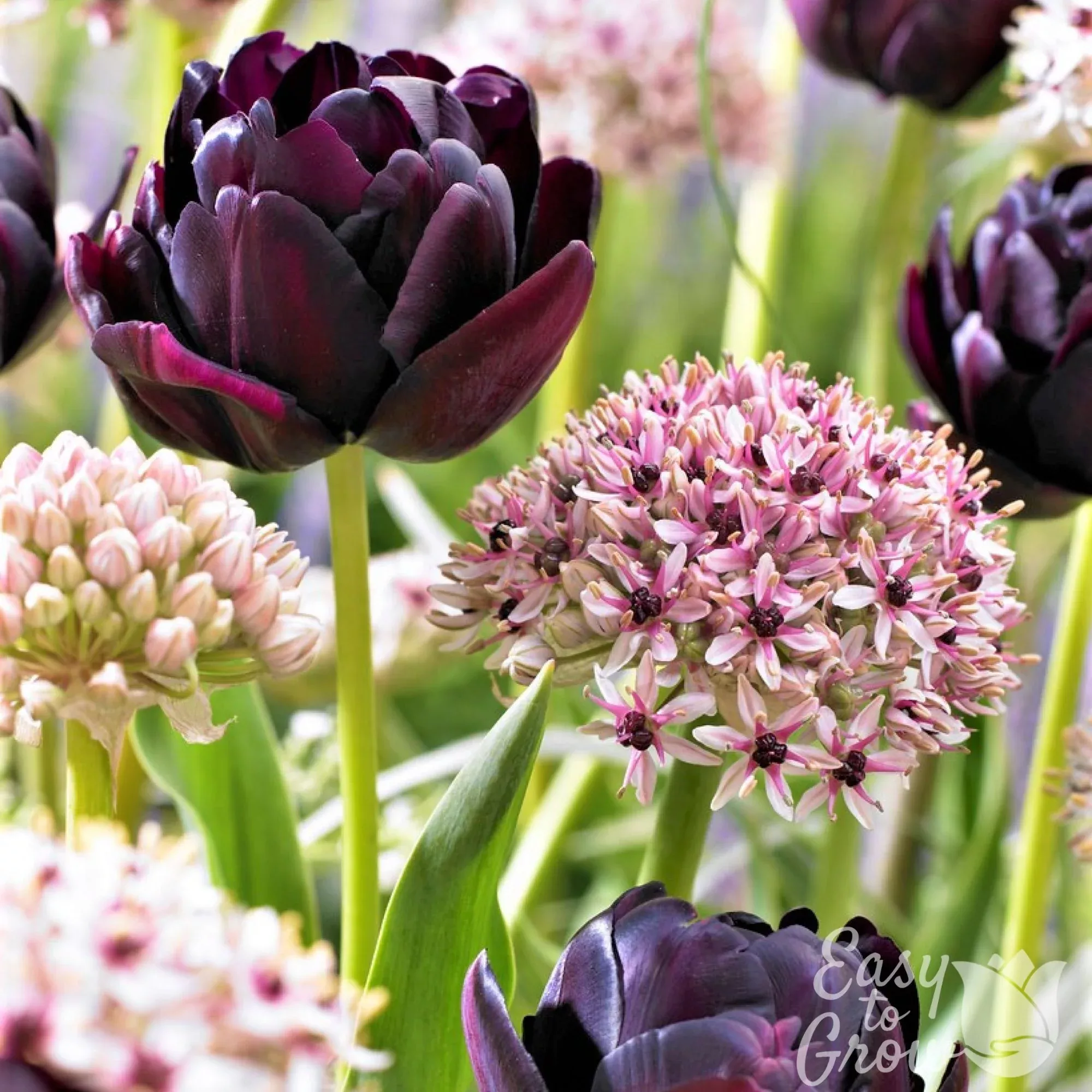 Allium & Tulip - Beauty & Sparkle Blend