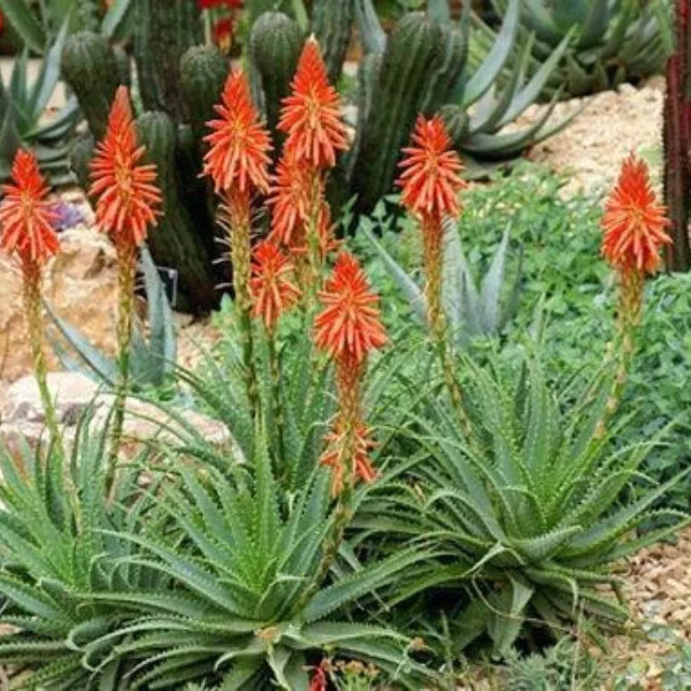 Aloe Blue Elf Flowering Live Plant