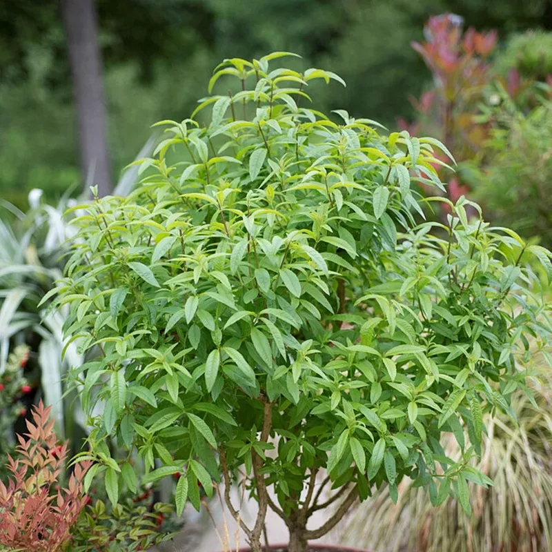 Aloysia - Lemon Verbena