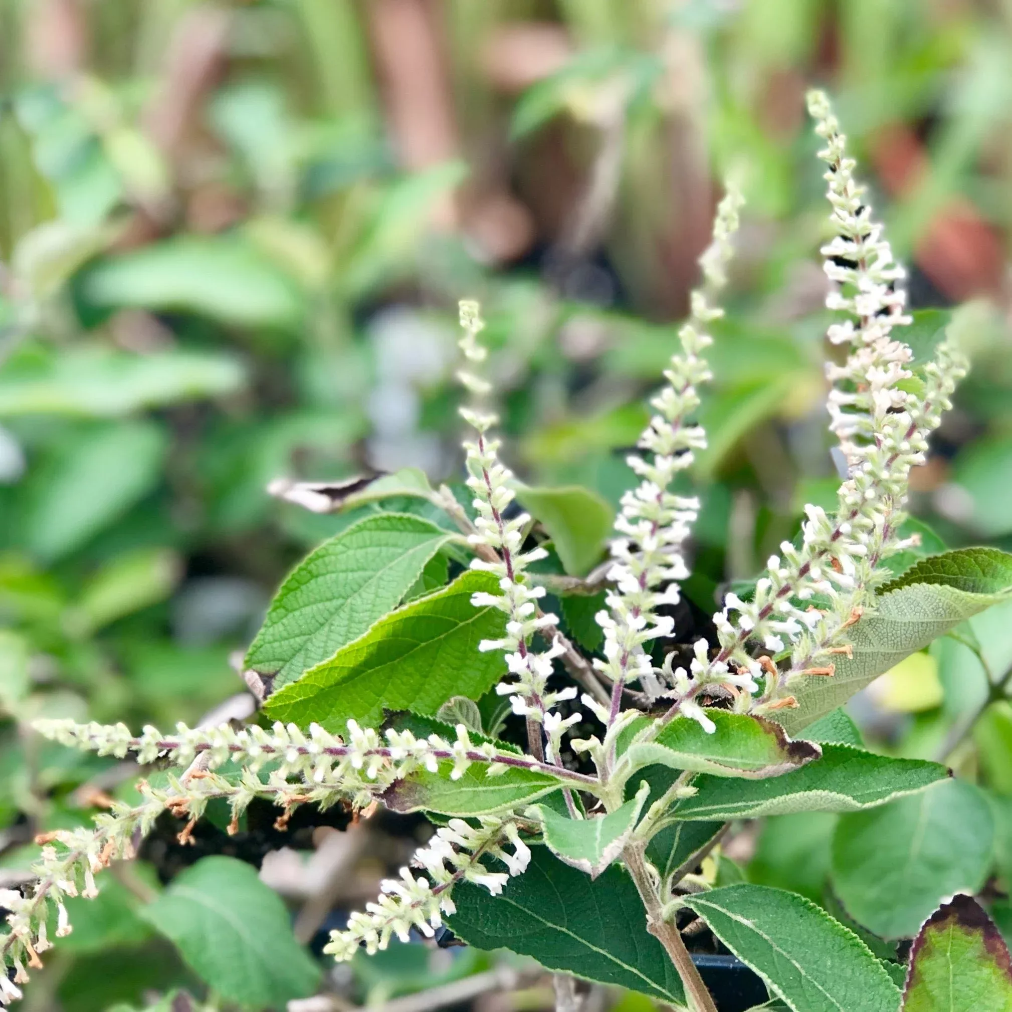 Aloysia - Sweet Almond Bush